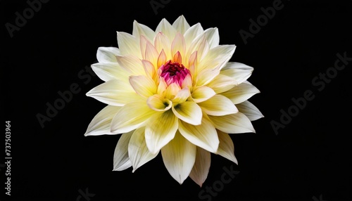 isolated single paper flower dahlia made from crepe paper