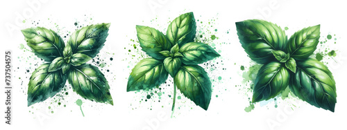 basil watercolor on white background hand drawn vector isolated