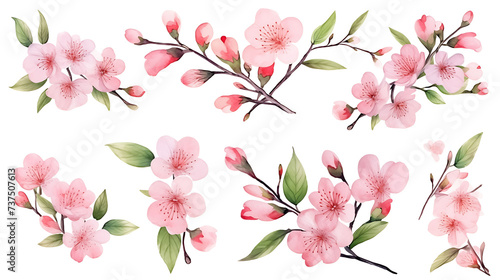 Watercolor cherry blossom flower blooming collection set . Pink sakura flower on white background