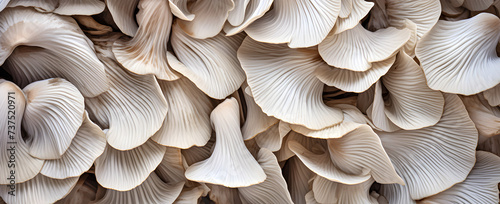 Closeup of organic natural oyster mushrooms ( pleurotus ostreatus ) fungus texture background