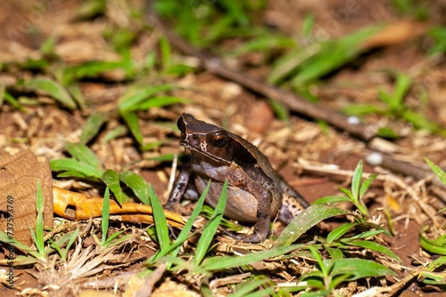 Toad of the species Rhaebo haematiticus