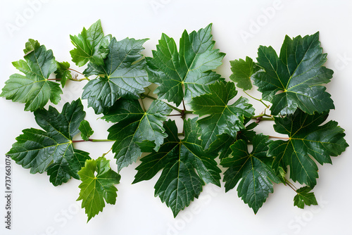 Wild grape vine leaves with green colors isolated on white background - high resolution. Suitable for botanical and nature-related projects.