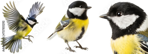 Great tit (parus major) bird bundle, flying, portrait and standing, isolated on a transparent background