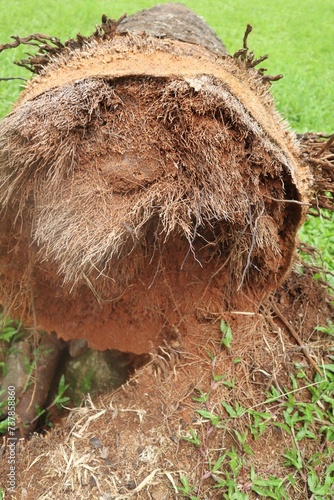 The trunk of a coconut tree had fallen long ago and the roots were rotten.