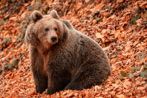 Cute wild brown bear in the forest with colored leaves on the ground during autumn season