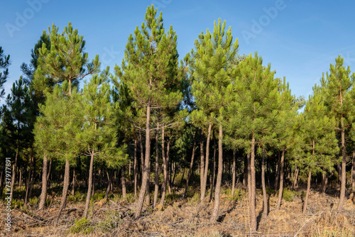 Pine forest, Pinus sylvestris, Navaleno, Soria, Autonomous Community of Castile, Spain, Europe