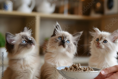 tree cute fluffy ragdoll kittens waiting for the food