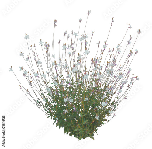 Gaura blanc (Gaura lindheimeri) PNG 