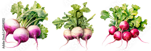 Set of watercolor turnips, isolated on transparent background