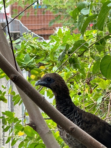 pássaro Jacú grande na árvore de casa