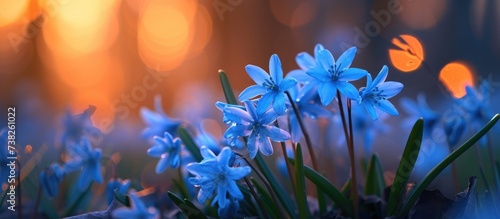 The enchanting beauty of springtime lies in nature's fleeting yet captivating seasonal transitions, like the blooming blue scilla flowers in twilight.