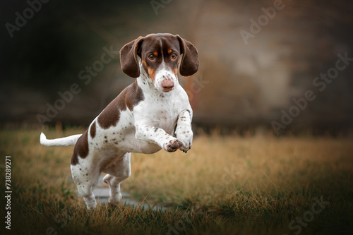 piebald dachshund dog beautiful portraits on a dark natural background, a walk on a rainy day