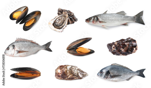 Dorado fish and other seafood isolated on white, set