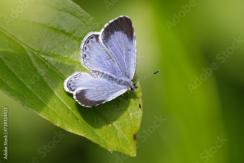 Faulbaum-Bläuling - Celastrina argiolus