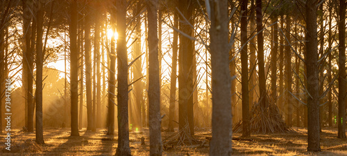 Wanneroo Pine Plantation in Perth, Western Australia at sunset with sunlit trees and sun beams. Stick tent in nature. Concept of outdoors, explore, beautiful nature, outside, trees, serene, beautiful