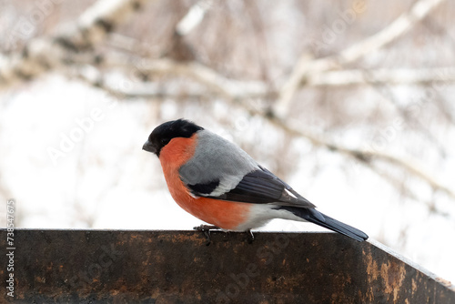 Cute colorful eurasian bullfinch eating red berries, (Pyrrhula pyrrhula)