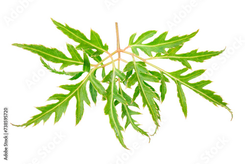 Fresh Polyscias fruticosa or ming aralia leaves isolated on white background
