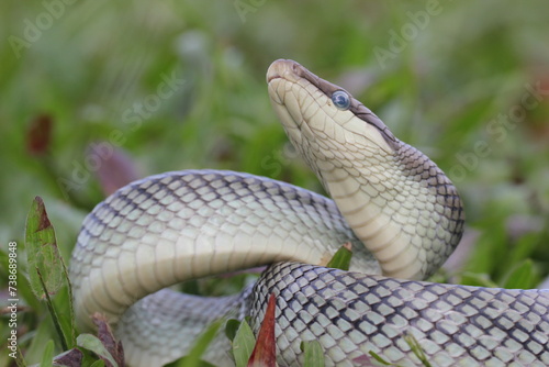 snake, ptyas fusca, a ptyas fusca snake in a meadow 