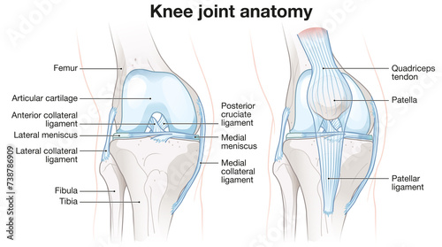 Healthy Knee Joint Anatomy. Labeled Illustration
