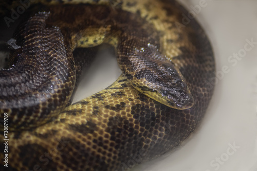 Yellow Anaconda snake (Eunectes notaeus)