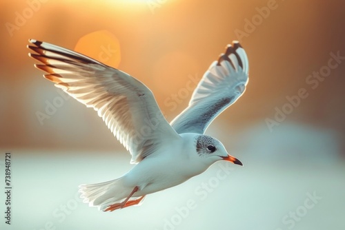 A seagull in flight: the splendor of its rising wings