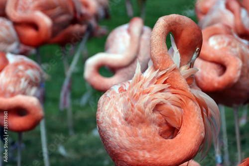 Kuba-Flamingo (Phoenicopterus ruber) oder Roter Flamingo