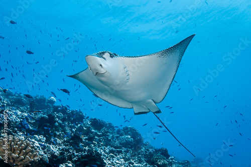 Eagle ray, French Polynesia