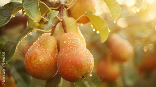 Indulge in the succulent sweetness of our pears. Each bite is a symphony of juiciness, offering a delightful burst of flavor. Elevate your taste experience with our premium, ripe pears — nature's perf