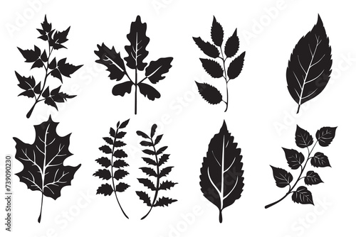 Set of black silhouettes of leaves on a white background. Vector illustration