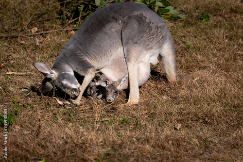 二頭育児をするカンガルーの母親