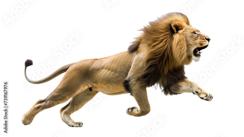 lion running on transparent background