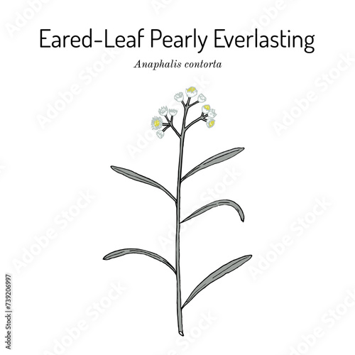 Eared-leaf pearly everlasting (Anaphalis contorta), medicinal plant