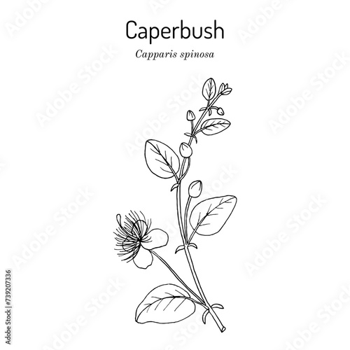 Caper bush (Capparis spinosa), or Flinders rose, eatable plant.