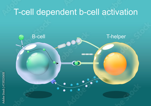 T-cell dependent b-cell activation.