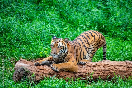 The Malayan tiger (Panthera tigris jacksoni) in Taiping Zoo Malaysia. It is a tiger population in Peninsular Malaysia. This population inhabits the southern and central parts of the Malay Peninsula