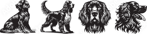 Setter breed dog, full silhouette black and white vector