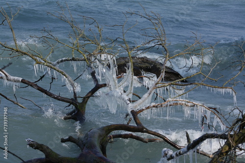 arbres glacés après passage bise en hiversur le lac Léman