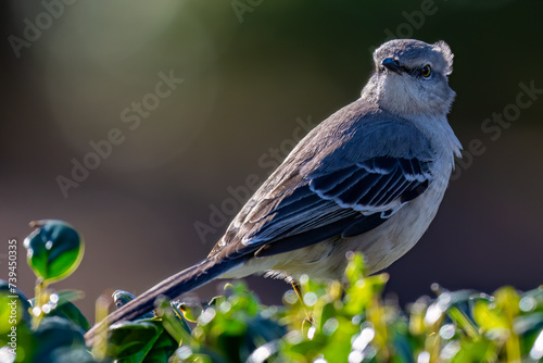 mockingbird gaze