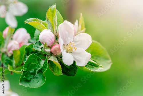 kwitnące drzewo jabłoni z kwiatami wiosennymi