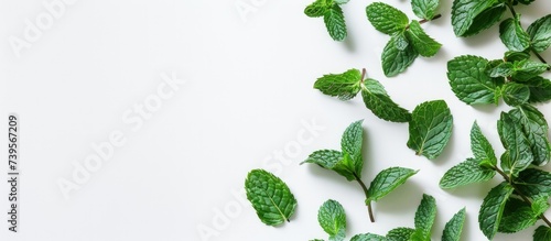Fresh detailed green mint leaves isolated on white background. AI generated image