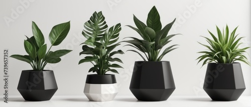 minimalist plant and pot indoor