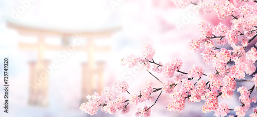 Horizontal banner with sakura flowers of pink color and Torii gate on misty backdrop. Beautiful nature spring background with a branch of blooming sakura. Sakura blossoming season in Japan