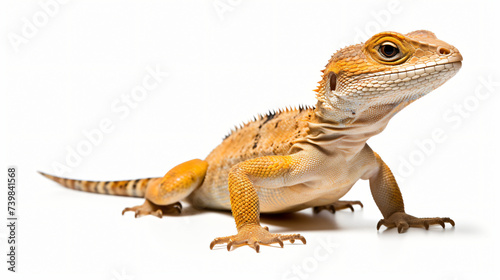 Lizard isolated on white background 