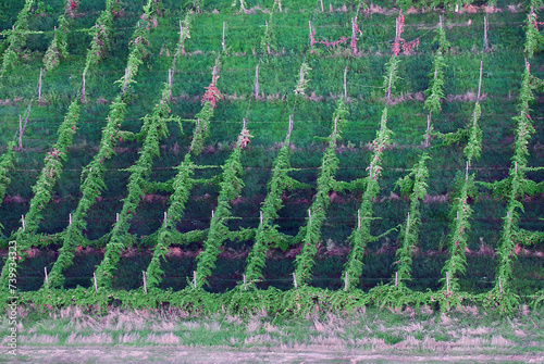 Aerial view of a vineyard of grapes for Lambrusco wine ready for harvest, Reggio Emilia, Italy