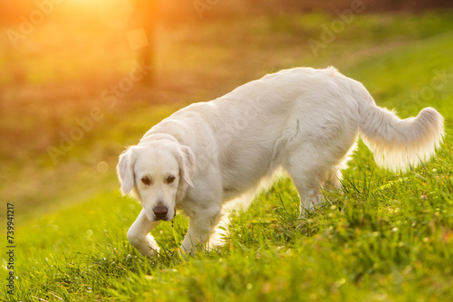 Golden Retriever podczas polowania. Węszenie nosem. Nosework. Pies o zachodzie słońca na zielonej trawie. Ciepły obraz. Psi spacer. Stójka psa