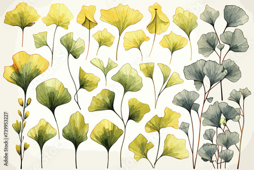 Isolated leaves of ginkgo biloba vector on white background. Silhouette of ginkgo leafs. Nature design.