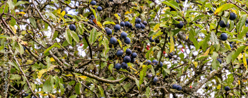 Sloe berries on blackthorn bush growing in the hedgerow, England, United Kingdom
