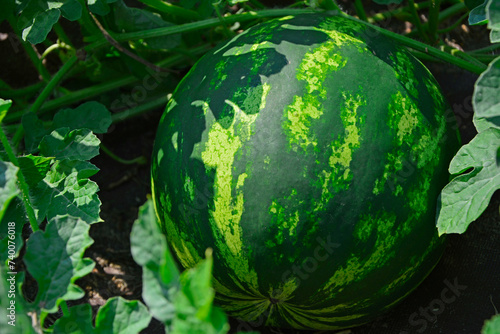 okrągły owoc arbuza, arbuz w paski w ogrodzie, Citrullus lanatus, watermelon with its dark green striped rind, Striped watermelon growing in the garden, blurred background 