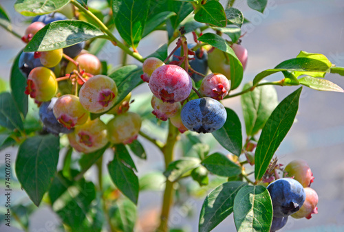 borówki amerykańskie owoce na krzaku, Borówka wysoka, niebieska jagoda, dojrzewajace borówki (Vaccinium corymbosum), blueberries fruits on the bush, highbush blueberry, ripening blueberries