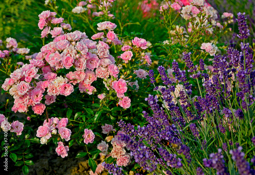 róża i lawenda, lawenda wąskolistna - lavender, lavandula angustifolia, Rosa, różowe róże i fioletowa lawenda, pink garden roses,ogród kwiatowy 